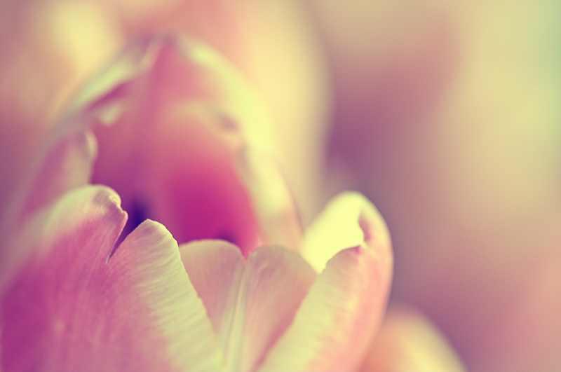 tulipano12_01.jpg