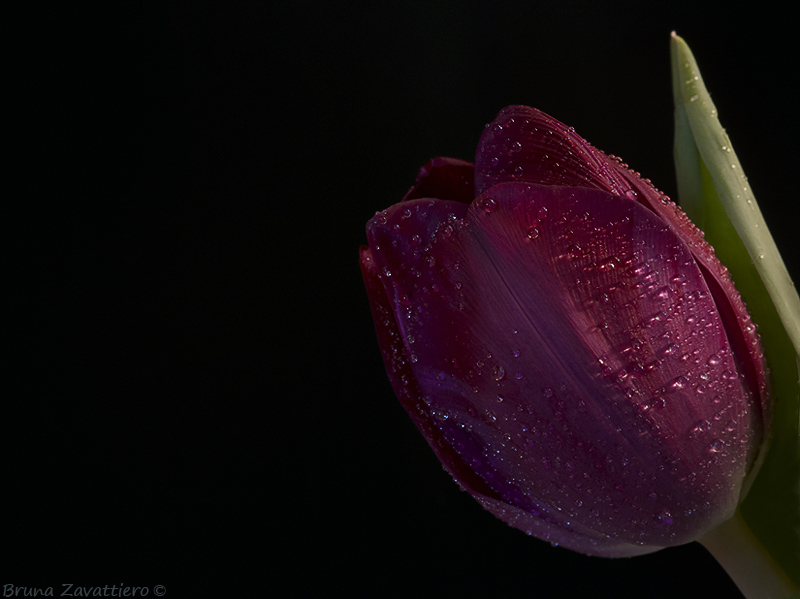 tulipano14b.jpg