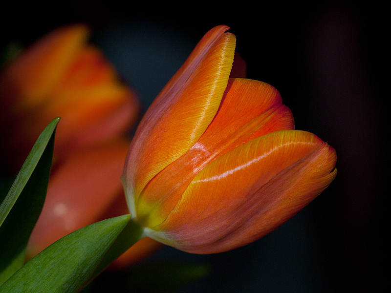 tulipano_casa01a.jpg