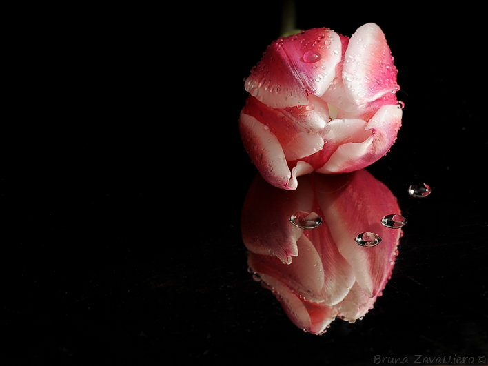 tulipano_rosa01.jpg
