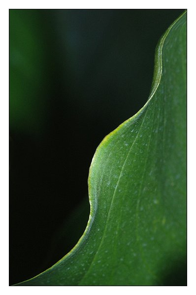 verde.jpg