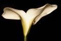 calla01