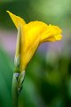 canne_fior01