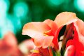 canne_fior02