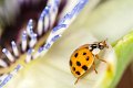 coccinella_su_passif