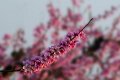 fiori_pesco