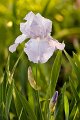 iris02a