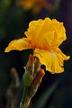 iris03