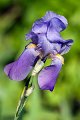 iris04