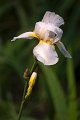 iris05