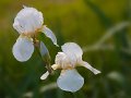 iris07