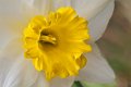 narciso01