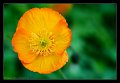papavero_arancio