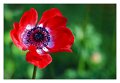 papavero_rosso