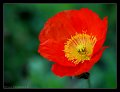 papavero_rosso1