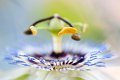 passiflora02