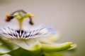 passiflora03