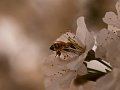 primavera02