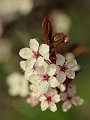 primavera03