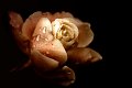 rosa_anticata
