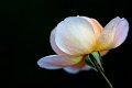 rosa_gir