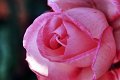 rosa_hdr