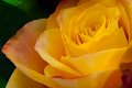 rosa_y01
