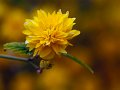 rosellina_j001