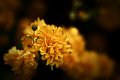 roselline_giapponesi