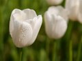 tilpani_w2010_01
