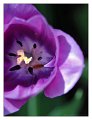 tulip_viola