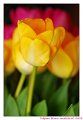tulipani09