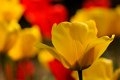 tulipani2010_02