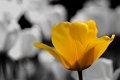 tulipani2010_02des_par