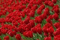 tulipani2010_04