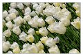 tulipani2010_05