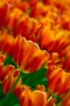 tulipani2010_06