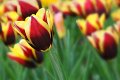 tulipani2010_07