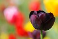 tulipani2010_08