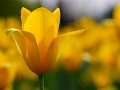 tulipani2010_09a