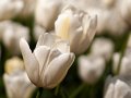tulipani2010_10