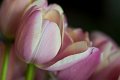 tulipani_casa01