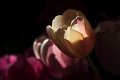 tulipani_casa02