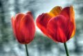 tulipani_mossi