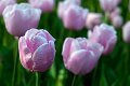 tulipani_rosa