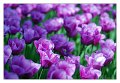 tulipani_viola