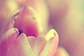 tulipano12_01