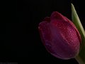 tulipano14b