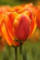 tulipano2010_01