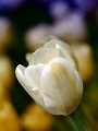tulipano2010_03